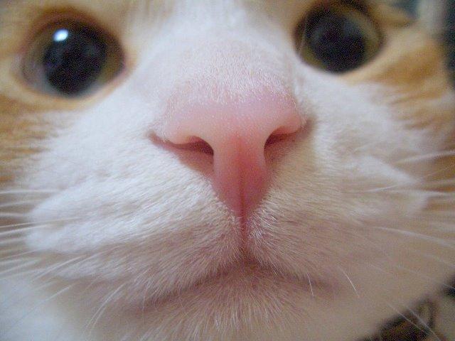 ネコの鼻の健康管理