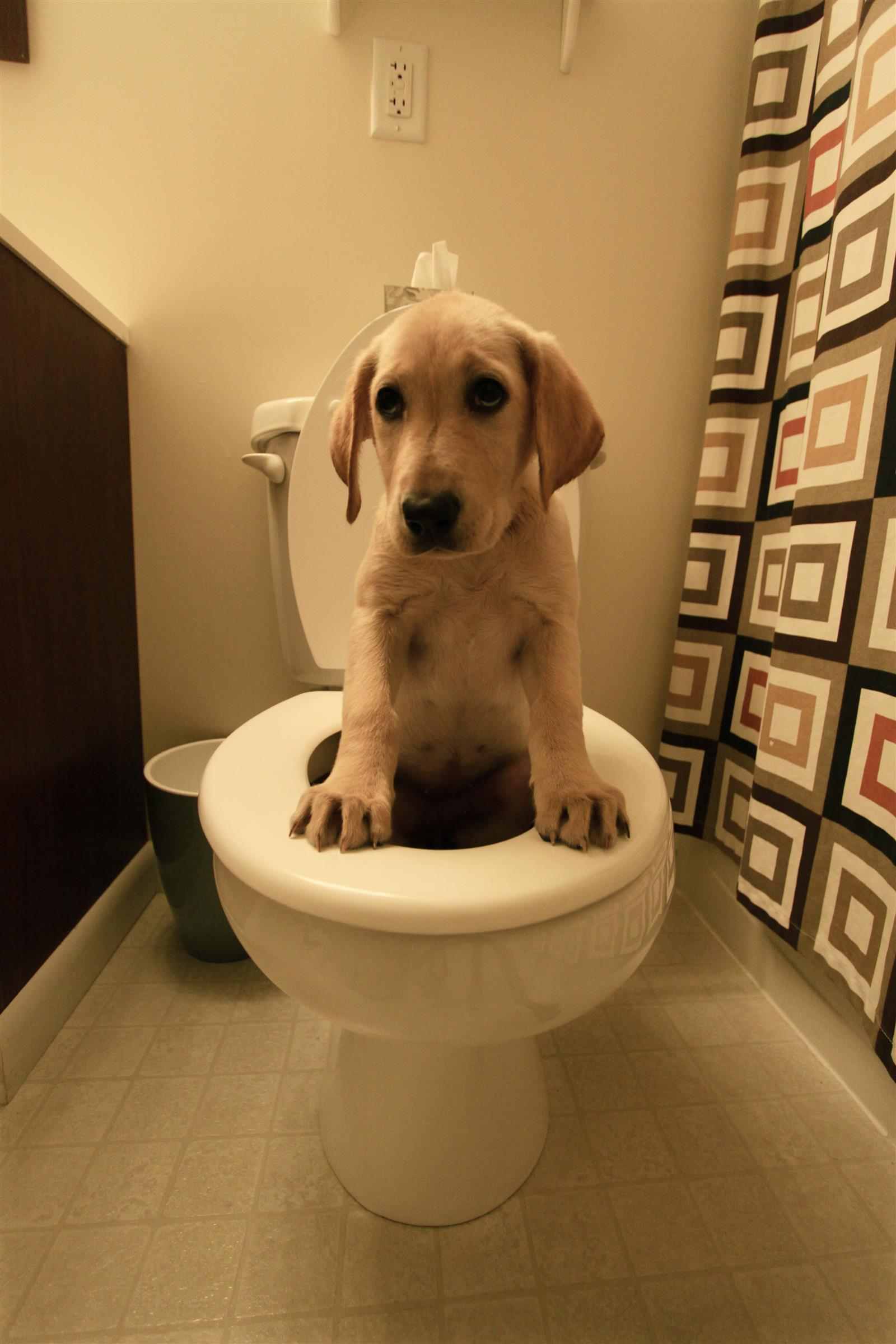 犬のトイレ