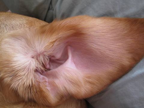 犬の耳の健康確認