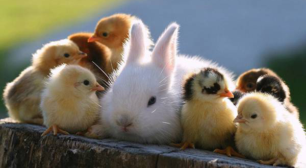 ウサギ、鳥、小動物の飼い方